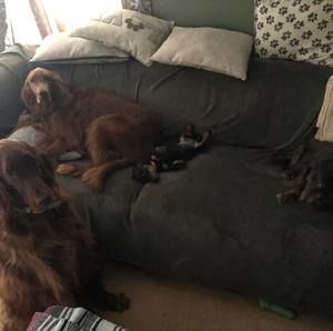 Meet your Posher, Rose